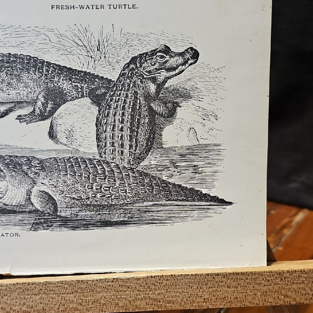 Reptile Illustration Book Prints From "Beasts And Birds In Pictures And Words" - Picture 6 of 7